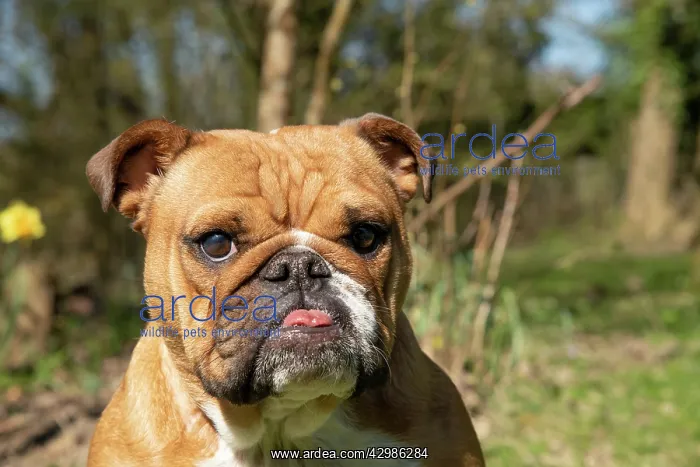 : DOG. Bulldog, sitting looking at camera, w / a : DOG. Bulldog, sitting looking at camera, w / a
