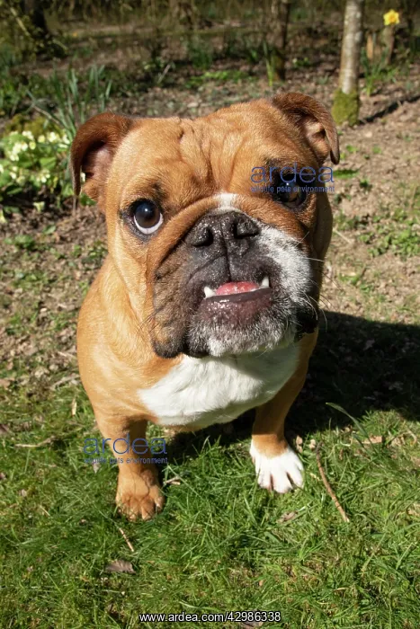 : DOG. Bulldog, sitting looking at camera, w / a : DOG. Bulldog, sitting looking at camera, w / a
