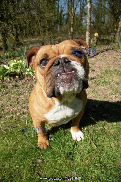 : DOG. Bulldog, sitting looking at camera, w / a : DOG. Bulldog, sitting looking at camera, w / a