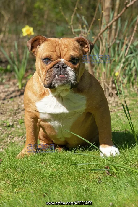 : DOG. Bulldog, sitting looking at camera, w / a : DOG. Bulldog, sitting looking at camera, w / a