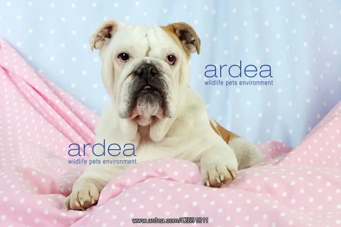  : DOG. Bulldog sitting on pink blanket