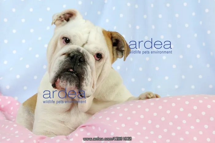  : DOG. Bulldog sitting on pink blanket
