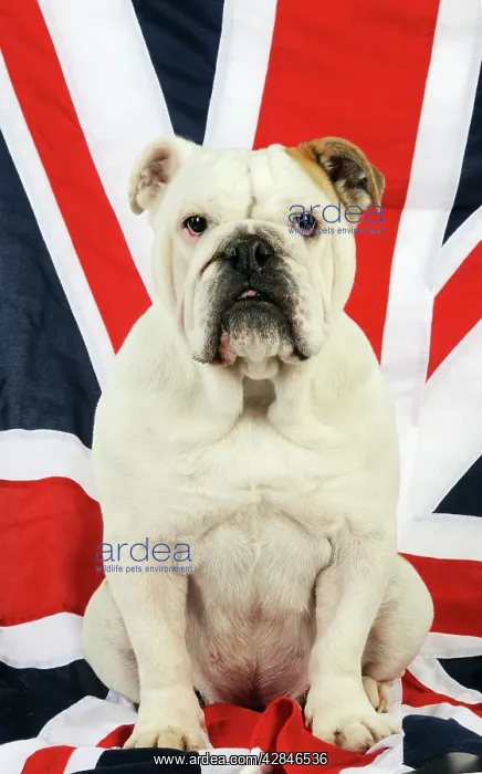: DOG Bulldog sitting on union jack flag : DOG Bulldog sitting on union jack flag