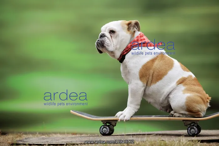  : DOG. Bulldog on skateboard