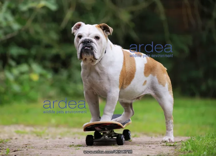 : DOG. Bulldog on skateboard : DOG. Bulldog on skateboard
