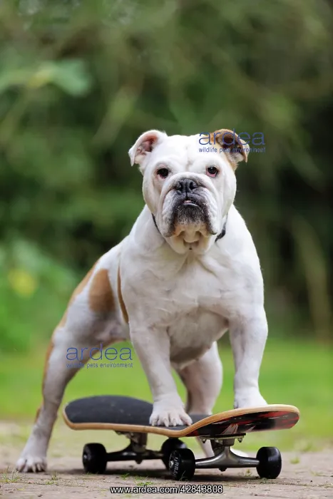 : DOG. Bulldog on skateboard : DOG. Bulldog on skateboard