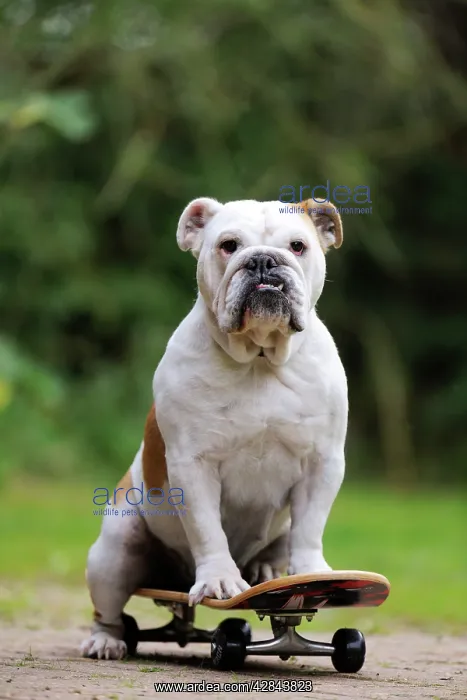 : DOG. Bulldog on skateboard : DOG. Bulldog on skateboard