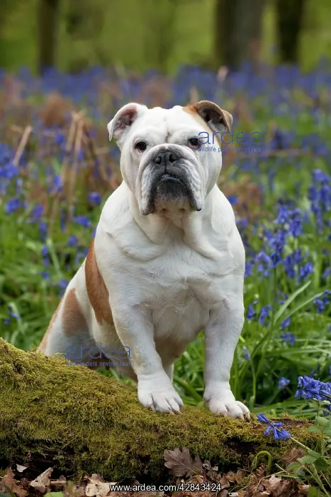  : DOG - Bulldog - standing in bluebells