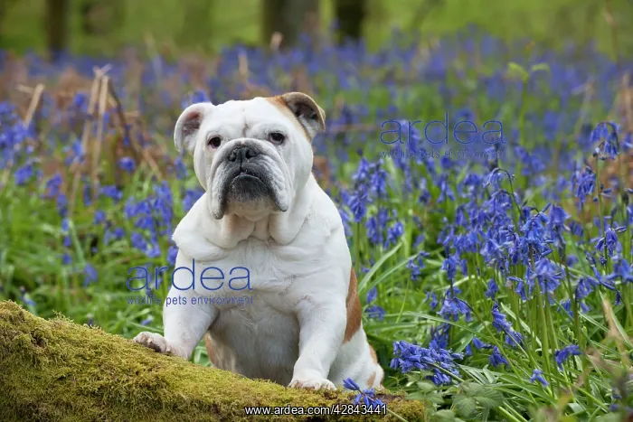 : DOG - Bulldog - standing in bluebells : DOG - Bulldog - standing in bluebells
