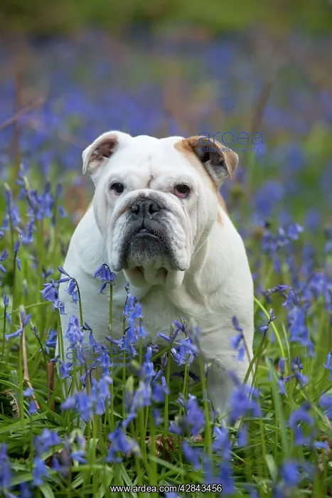  : DOG - Bulldog - standing in bluebells