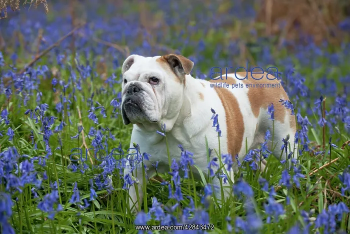 : DOG - Bulldog - standing in bluebells : DOG - Bulldog - standing in bluebells