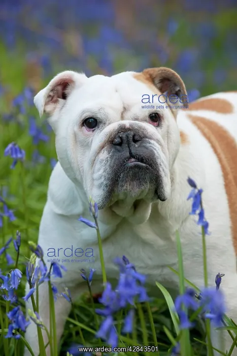 : DOG - Bulldog - standing in bluebells : DOG - Bulldog - standing in bluebells