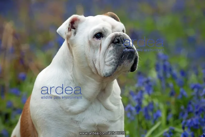: DOG - Bulldog - standing in bluebells (head shot) : DOG - Bulldog - standing in bluebells (head shot)
