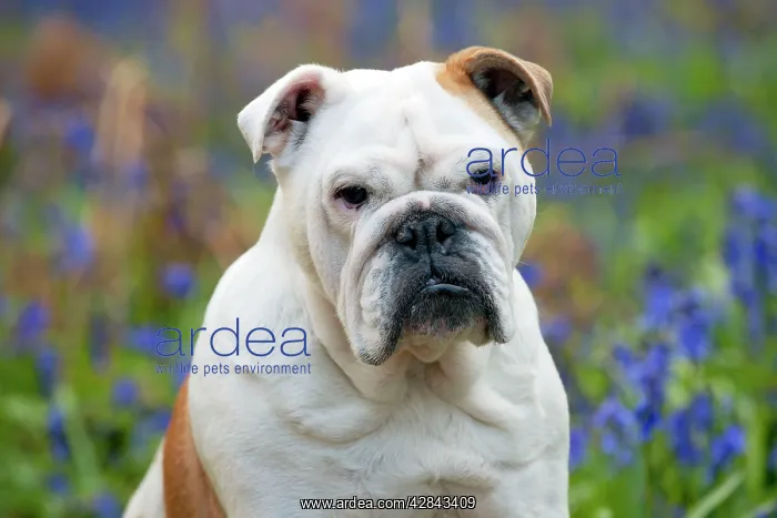 : DOG - Bulldog - standing in bluebells (head shot) : DOG - Bulldog - standing in bluebells (head shot)