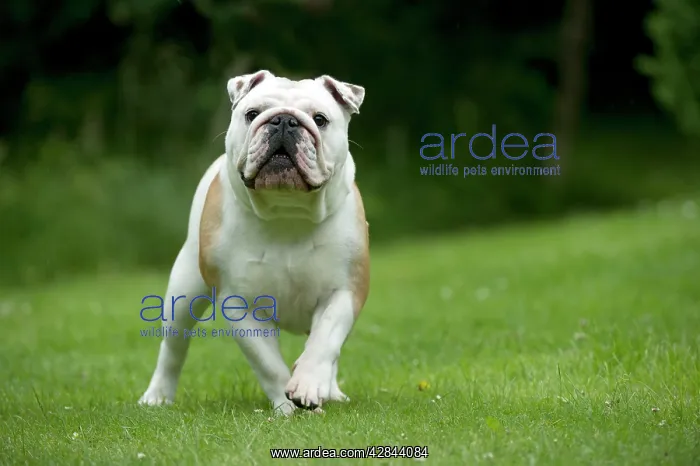 : DOG - Bulldog standing in garden : DOG - Bulldog standing in garden