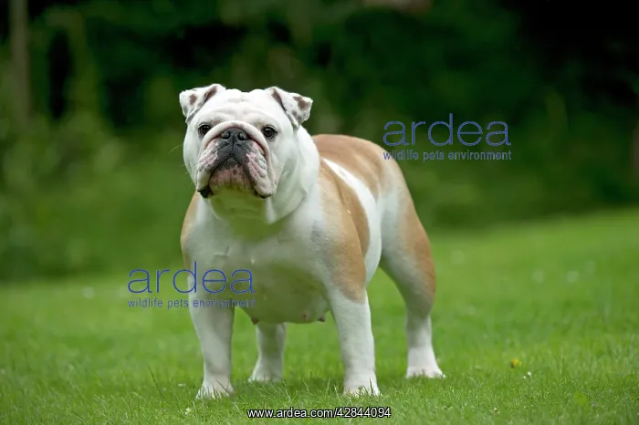 : DOG - Bulldog standing in garden : DOG - Bulldog standing in garden