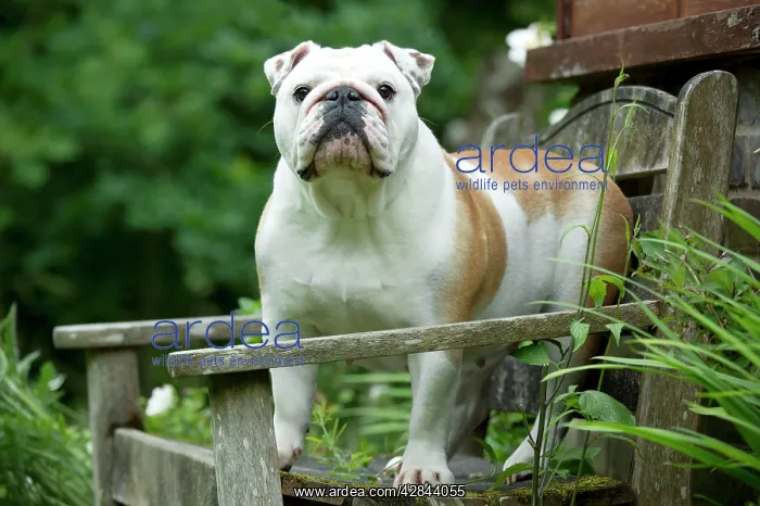 : DOG - Bulldog standing on garden bench : DOG - Bulldog standing on garden bench