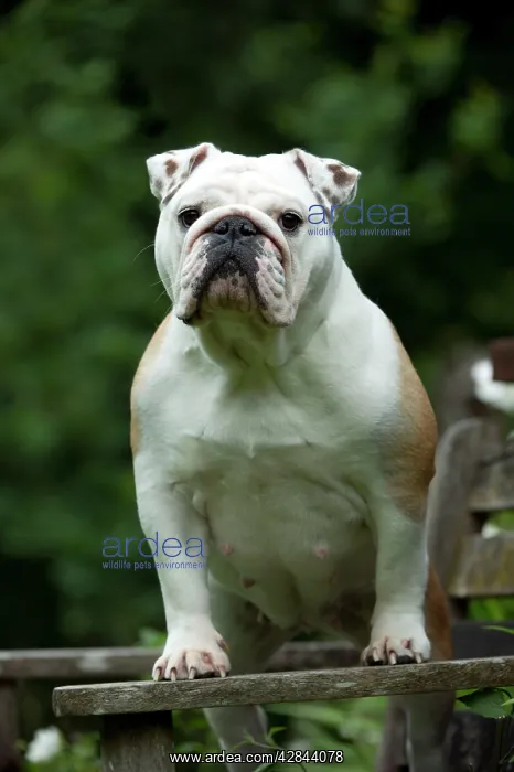 : DOG - Bulldog standing on garden bench : DOG - Bulldog standing on garden bench