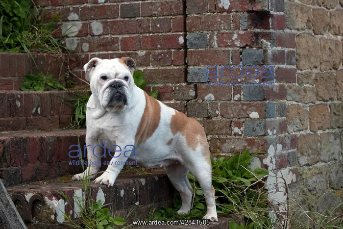 : DOG - Bulldog - standing on steps : DOG - Bulldog - standing on steps