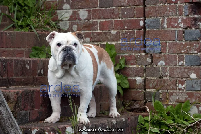 : DOG - Bulldog - standing on steps : DOG - Bulldog - standing on steps
