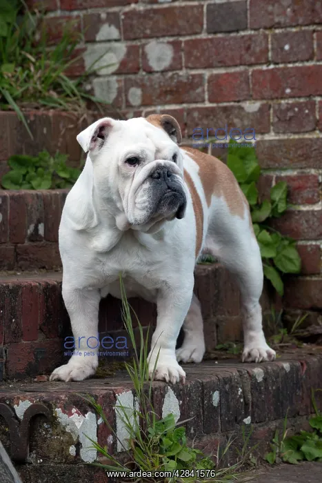: DOG - Bulldog - standing on steps : DOG - Bulldog - standing on steps