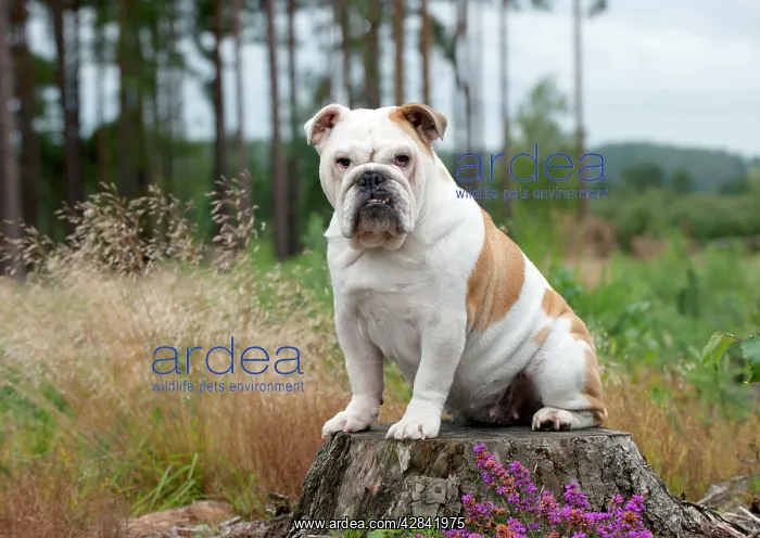  : DOG - Bulldog on tree stump