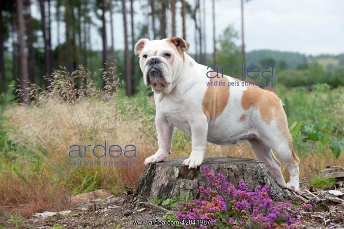  : DOG - Bulldog on tree stump