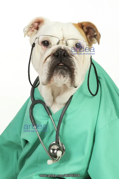 : DOG Bulldog in vets scrubs wearing glasses & stethoscope : DOG Bulldog in vets scrubs wearing glasses & stethoscope