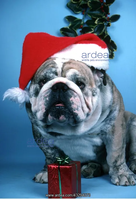 : DOG - Bulldog - wearing Christmas hat : DOG - Bulldog - wearing Christmas hat