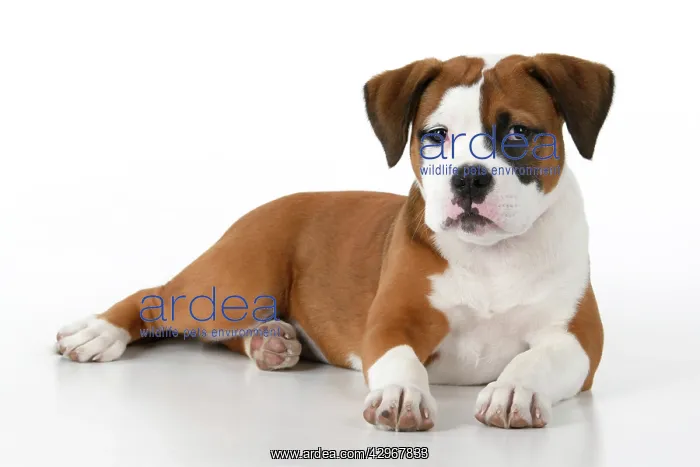 : DOG. Bulldog X breed, 16 weeks old puppy, laying, studio, w : DOG. Bulldog X breed, 16 weeks old puppy, laying, studio, w
