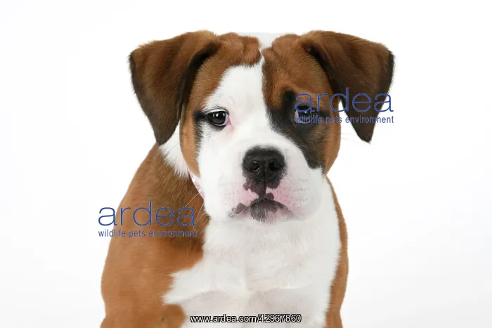 : DOG. Bulldog X breed, 16 weeks old puppy, head & shoulders : DOG. Bulldog X breed, 16 weeks old puppy, head & shoulders