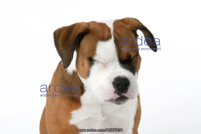 : DOG. Bulldog X breed, 16 weeks old puppy, head & shoulders : DOG. Bulldog X breed, 16 weeks old puppy, head & shoulders