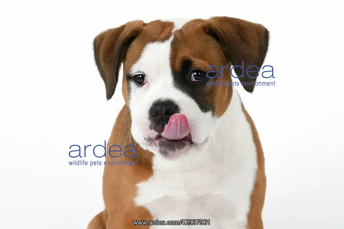 : DOG. Bulldog X breed, 16 weeks old puppy, head & shoulders : DOG. Bulldog X breed, 16 weeks old puppy, head & shoulders