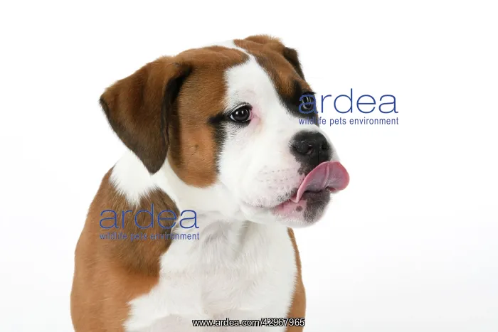 : DOG. Bulldog X breed, 16 weeks old puppy, head & shoulders : DOG. Bulldog X breed, 16 weeks old puppy, head & shoulders