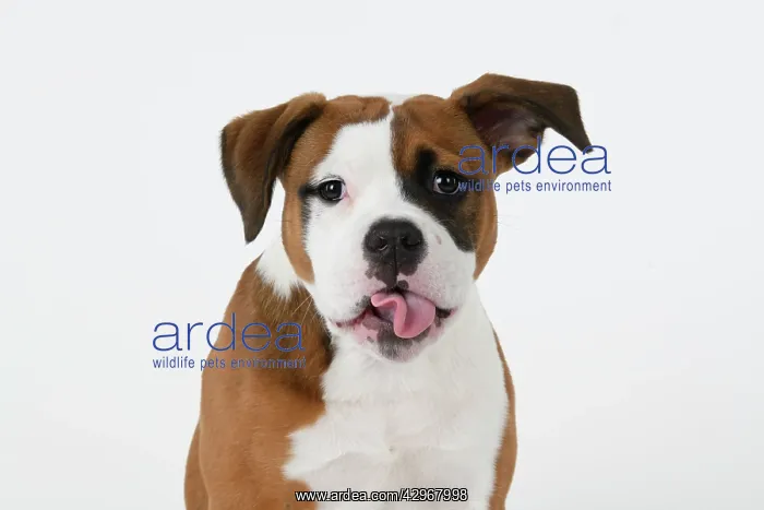 : DOG. Bulldog X breed, 16 weeks old puppy, head & shoulders : DOG. Bulldog X breed, 16 weeks old puppy, head & shoulders