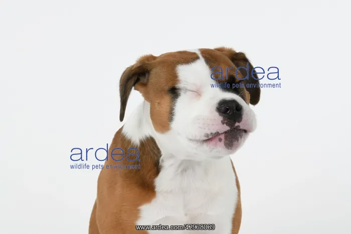 : DOG. Bulldog X breed, 16 weeks old puppy, head & shoulders : DOG. Bulldog X breed, 16 weeks old puppy, head & shoulders
