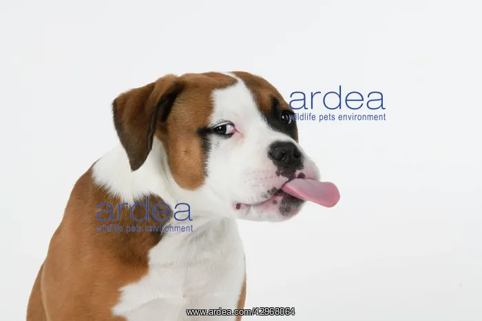 : DOG. Bulldog X breed, 16 weeks old puppy, head & shoulders : DOG. Bulldog X breed, 16 weeks old puppy, head & shoulders