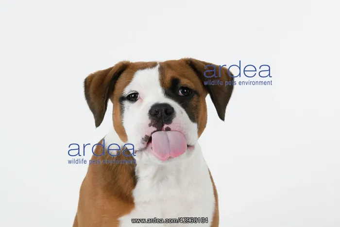 : DOG. Bulldog X breed, 16 weeks old puppy, head & shoulders : DOG. Bulldog X breed, 16 weeks old puppy, head & shoulders