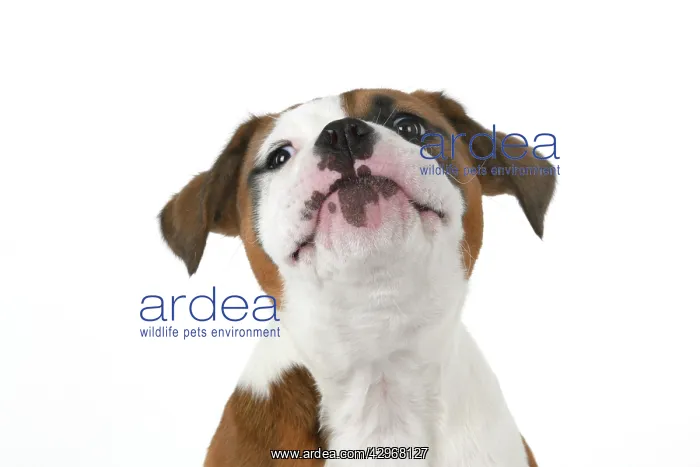 : DOG. Bulldog X breed, 16 weeks old puppy, head & shoulders : DOG. Bulldog X breed, 16 weeks old puppy, head & shoulders