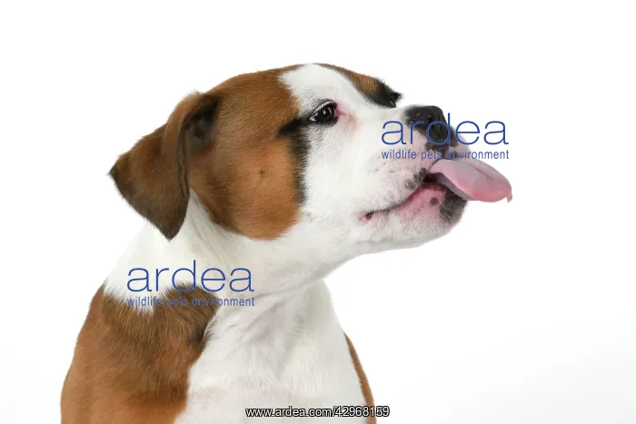 : DOG. Bulldog X breed, 16 weeks old puppy, head & shoulders : DOG. Bulldog X breed, 16 weeks old puppy, head & shoulders