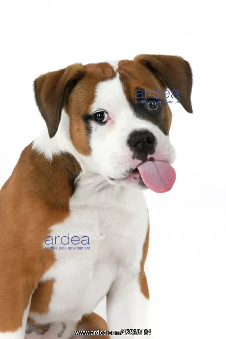 : DOG. Bulldog X breed, 16 weeks old puppy, head & shoulders : DOG. Bulldog X breed, 16 weeks old puppy, head & shoulders