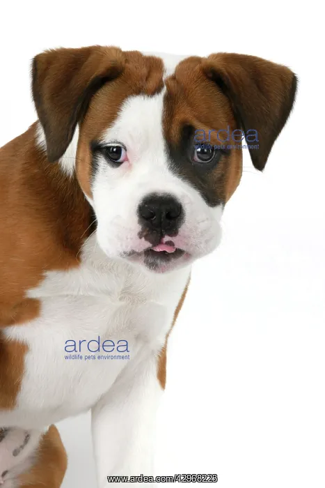 : DOG. Bulldog X breed, 16 weeks old puppy, head & shoulders : DOG. Bulldog X breed, 16 weeks old puppy, head & shoulders