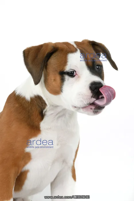 : DOG. Bulldog X breed, 16 weeks old puppy, head & shoulders : DOG. Bulldog X breed, 16 weeks old puppy, head & shoulders