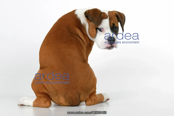 : DOG. Bulldog X breed, 16 weeks old puppy, sitting looking a : DOG. Bulldog X breed, 16 weeks old puppy, sitting looking a