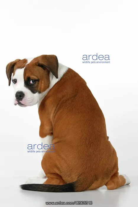 : DOG. Bulldog X breed, 16 weeks old puppy, sitting looking a : DOG. Bulldog X breed, 16 weeks old puppy, sitting looking a