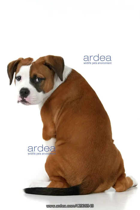 : DOG. Bulldog X breed, 16 weeks old puppy, sitting looking a : DOG. Bulldog X breed, 16 weeks old puppy, sitting looking a
