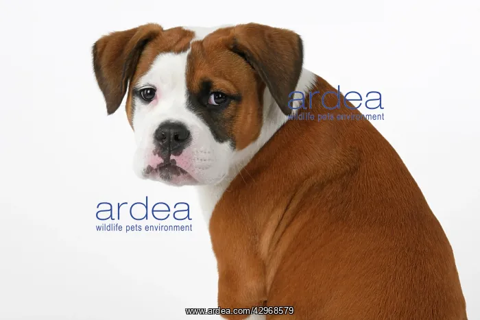 : DOG. Bulldog X breed, 16 weeks old puppy, sitting looking a : DOG. Bulldog X breed, 16 weeks old puppy, sitting looking a
