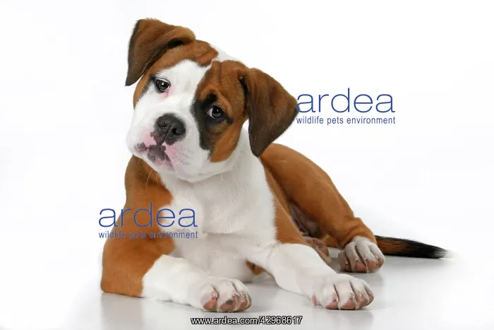 : DOG. Bulldog X breed, 16 weeks old puppy, laying, studio, w : DOG. Bulldog X breed, 16 weeks old puppy, laying, studio, w