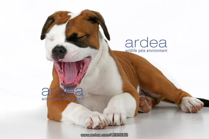 : DOG. Bulldog X breed, 16 weeks old puppy, laying, mouth ope : DOG. Bulldog X breed, 16 weeks old puppy, laying, mouth ope