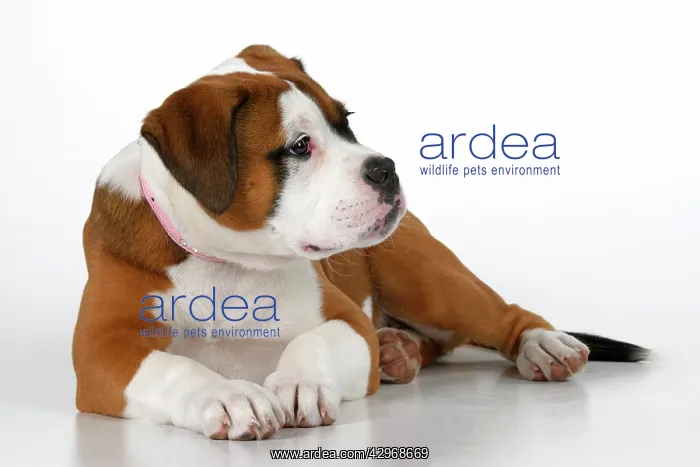 : DOG. Bulldog X breed, 16 weeks old puppy, laying, studio, w : DOG. Bulldog X breed, 16 weeks old puppy, laying, studio, w